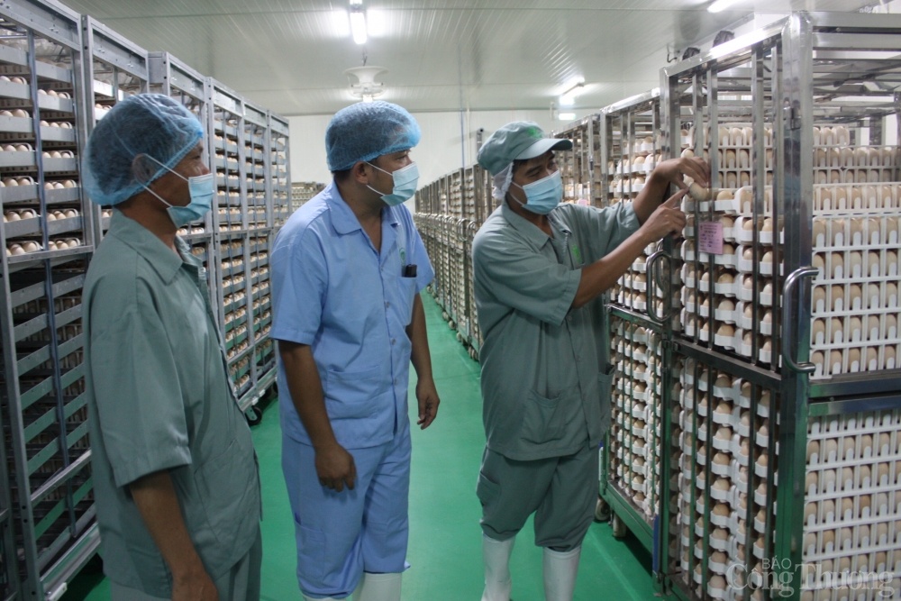 Le plus grand complexe de production de poulet d Asie du Sud-Est voit le jour à Binh Phuoc