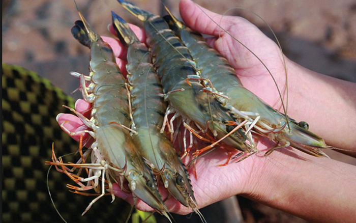 Le premier lot de crevettes exporté en 2021