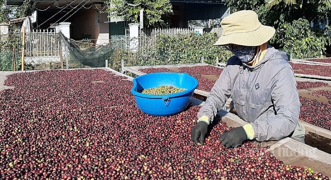 La Pologne augmente ses importations de café vietnamien