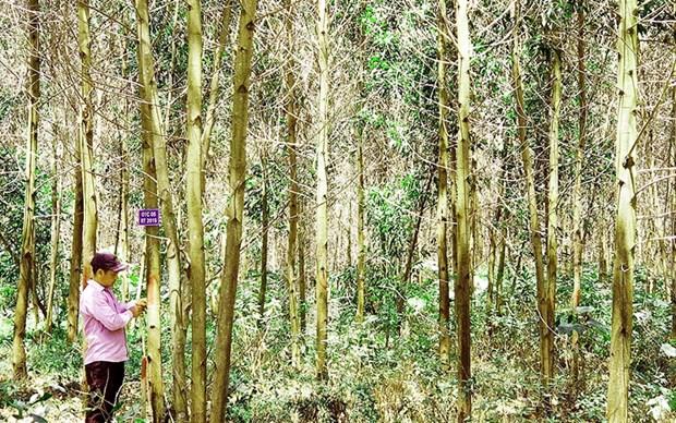 Quang Tri multipliera par quatre la superficie forestière certifiée FSC