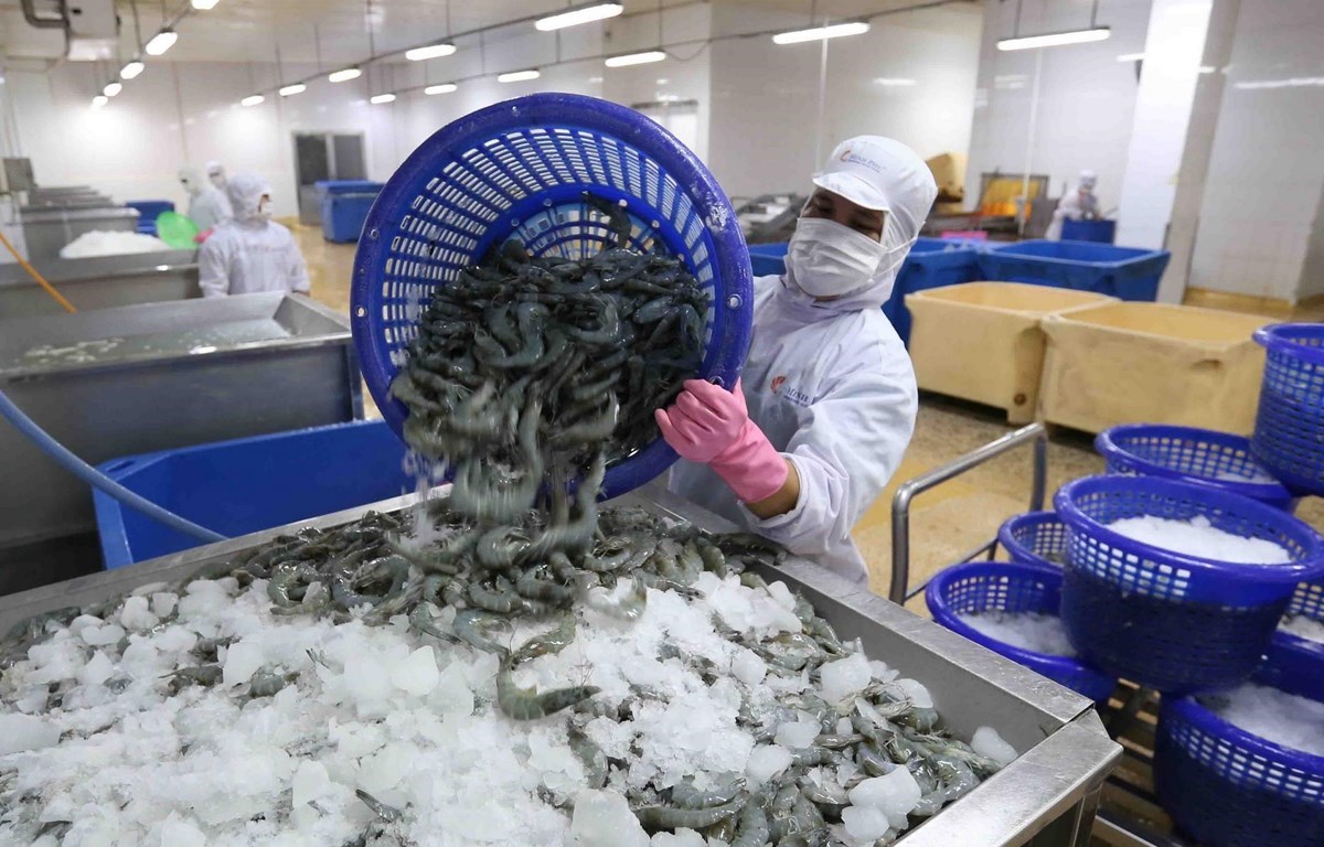 Crevettes le Vietnam salue la décision des Etats-Unis concernant Minh Phu Seafood Corporation