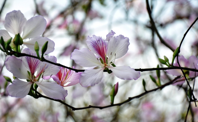 Lancement du programme touristique Nord-Ouest – Floraison des fleurs de bauhinie