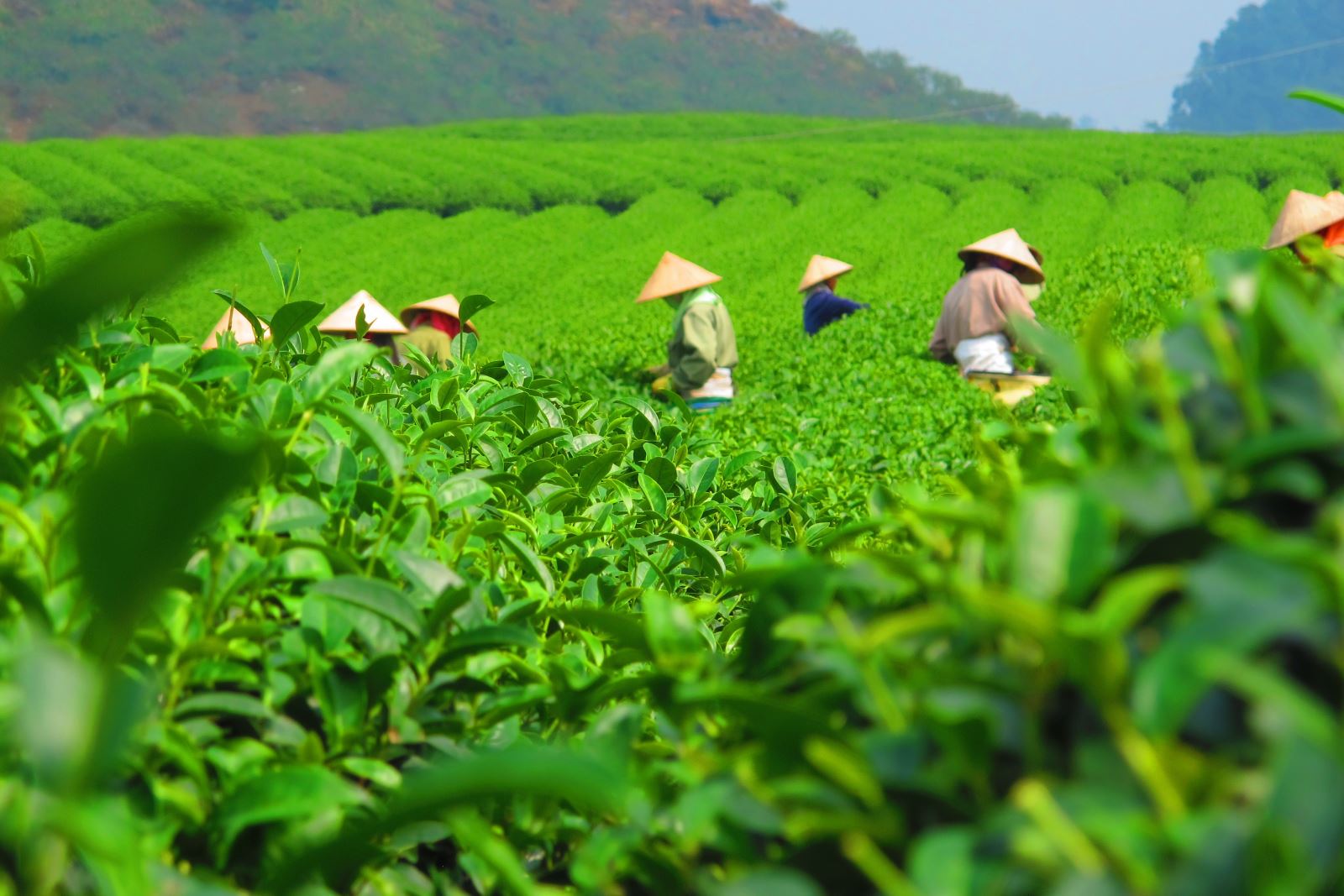 Forte hausse des exportations vietnamiennes de thé en 2 mois