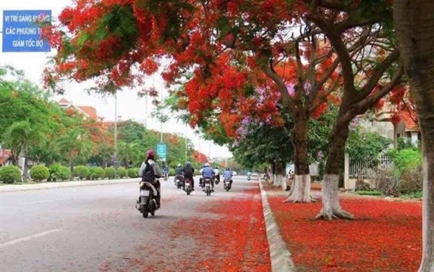 Bientôt le festival des fleurs de flamboyant de Hai Phong