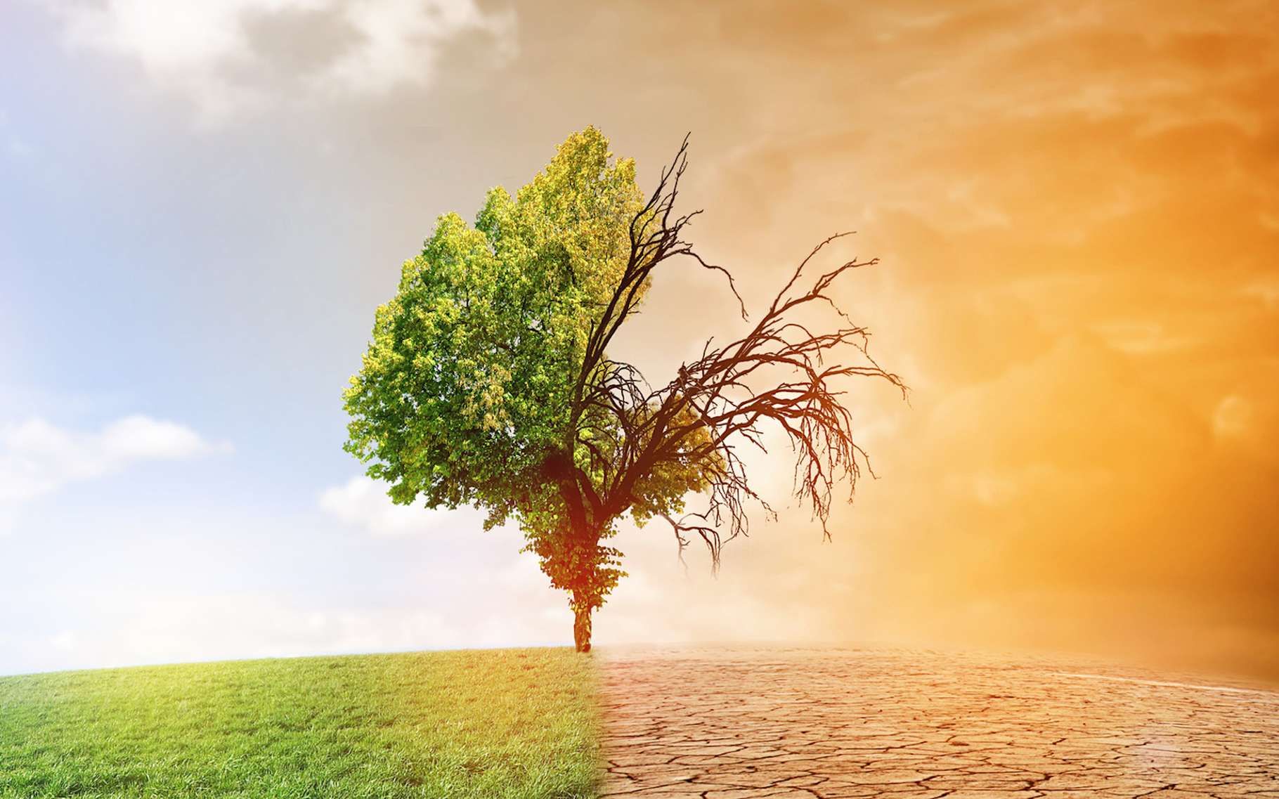 Changements climatiques l OIF s’engage en faveur des producteurs agricoles