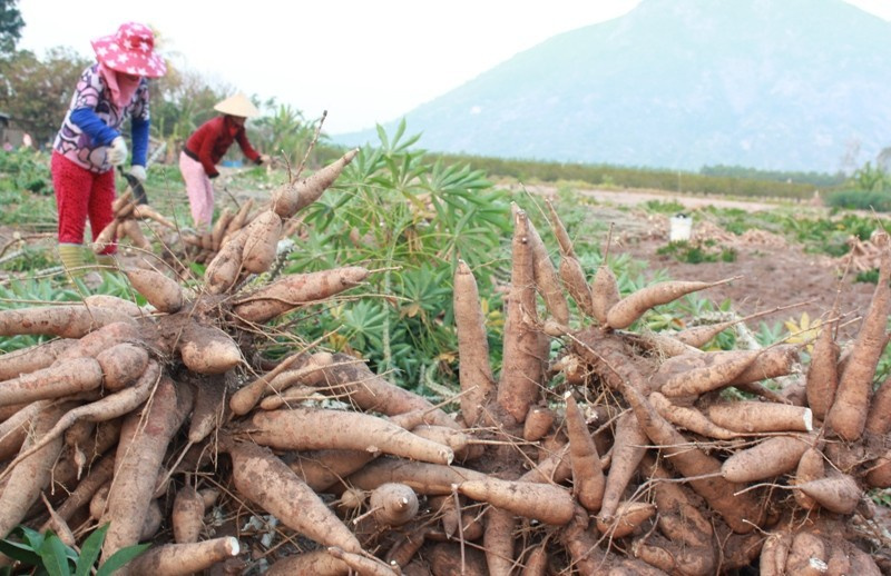 Exportations de manioc au cours des 4 premiers mois de l année augmentation en volume et en valeur
