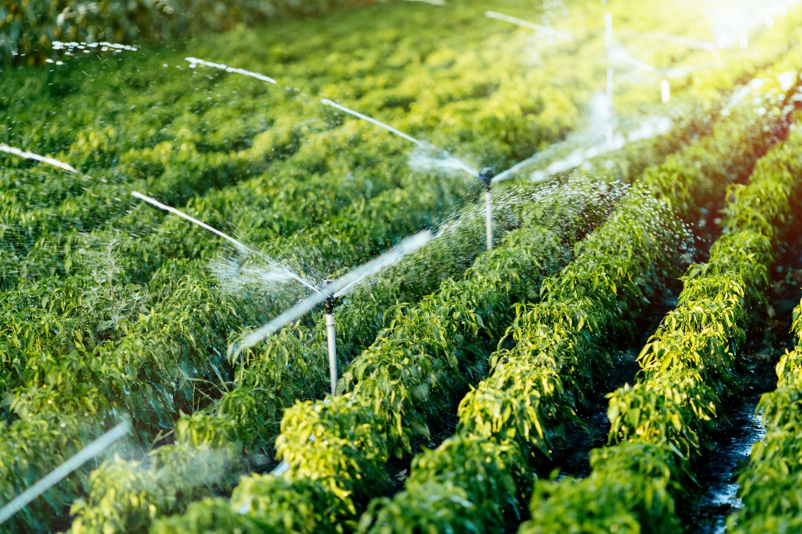 Vietnam-Suisse dynamiser la coopération dans le développement agricole