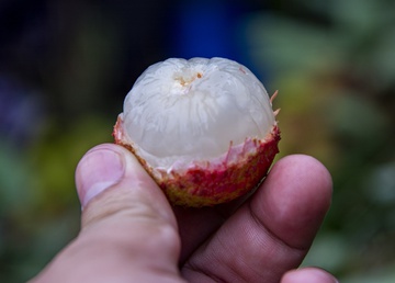 Le Vietnam supervise directement le processus de quarantaine des litchis à exporter vers le Japon