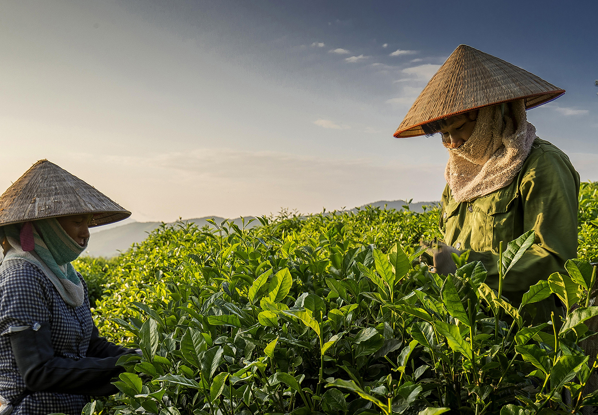 Le Pakistan, 1er marché à l export du thé vietnamien au premier trimestre