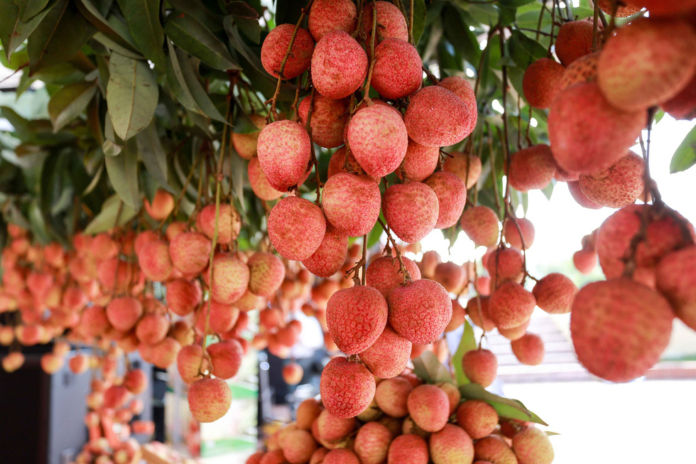 Bac Giang exporte 15 tonnes de litchis au Japon