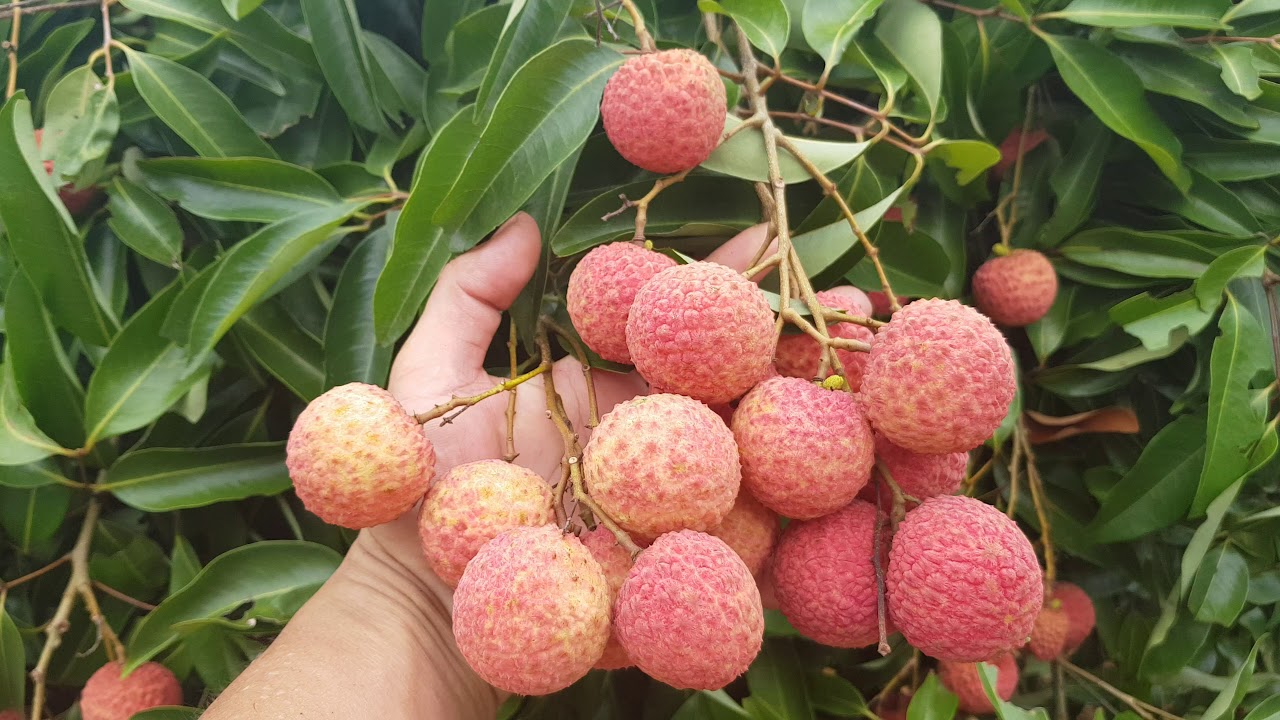 Litchi thieu de Thanh Ha vendu sur la plateforme d e-commerce Sendo