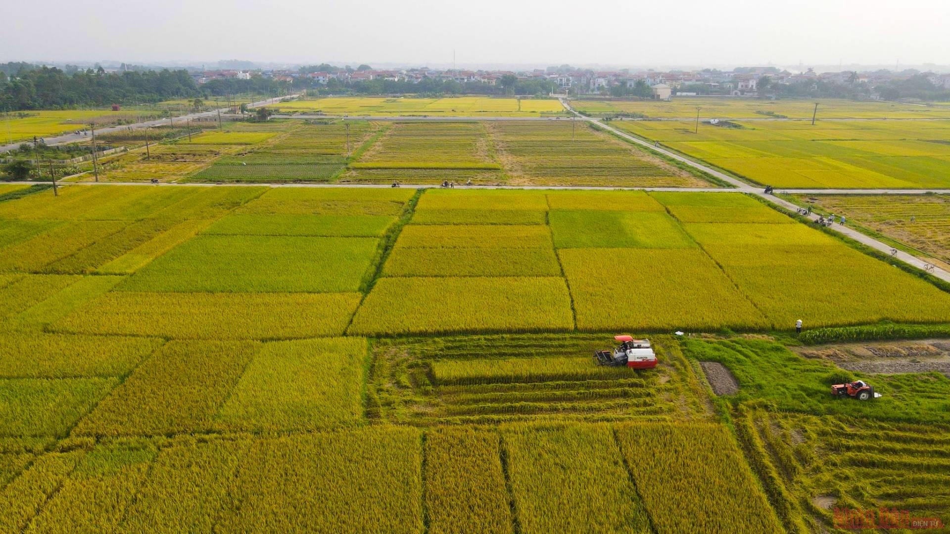 Saison de maturation du riz sous le soleil d été