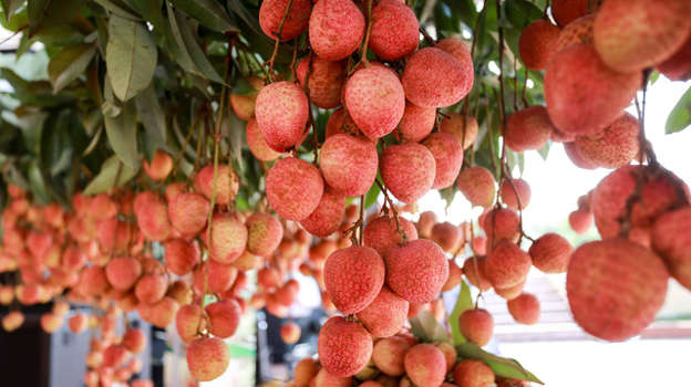 Le litchi de Luc Ngan en route pour l Europe