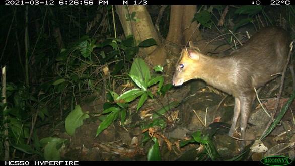 Découverte du muntjac considéré comme éteint dans la réserve naturelle de Phong Dien