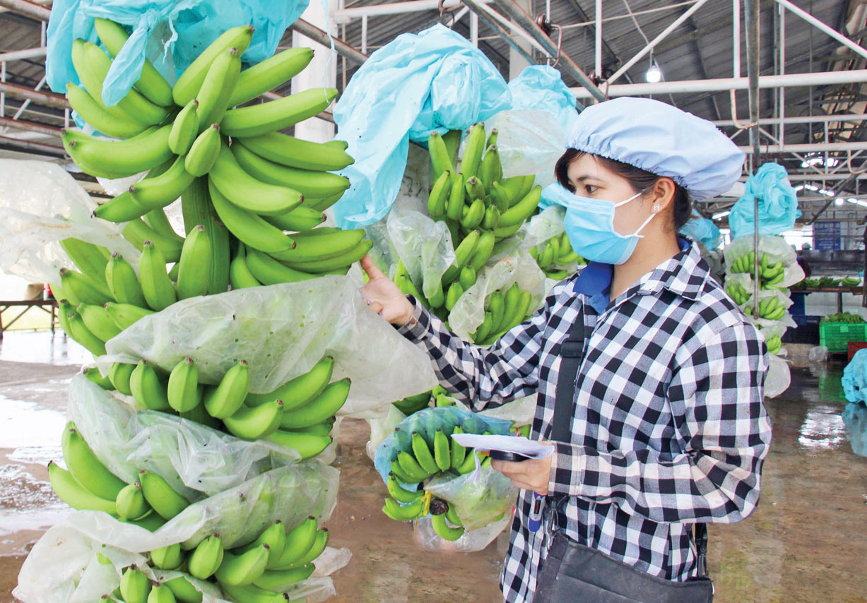 La Corée du Sud augmente ses importations de bananes vietnamiennes