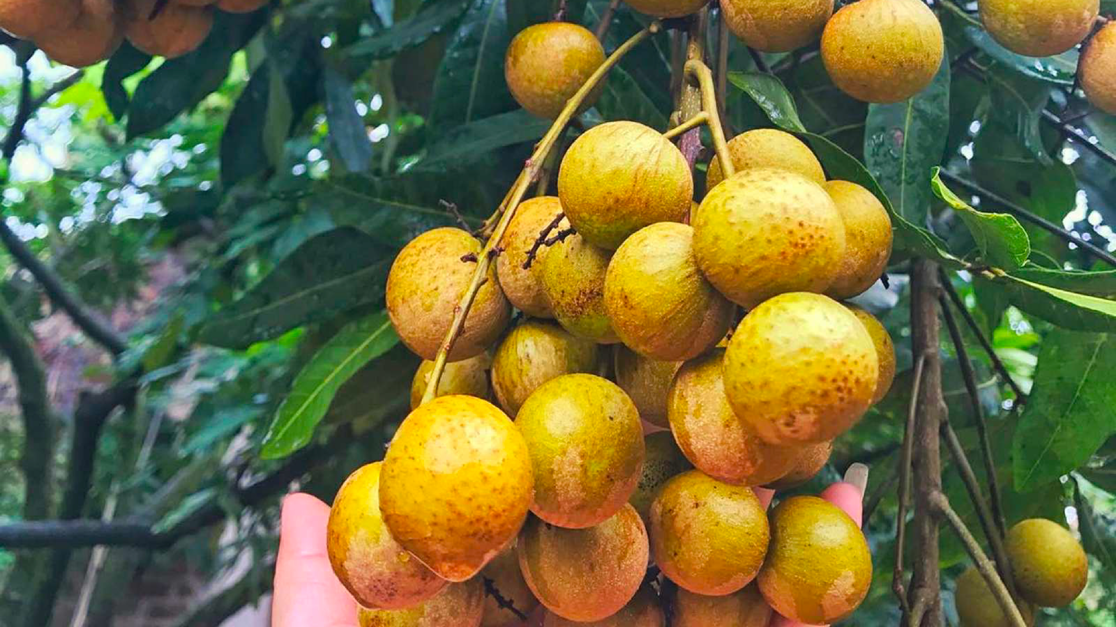 AEON envisage d exporter le longane vietnamien vers les marchés asiatiques