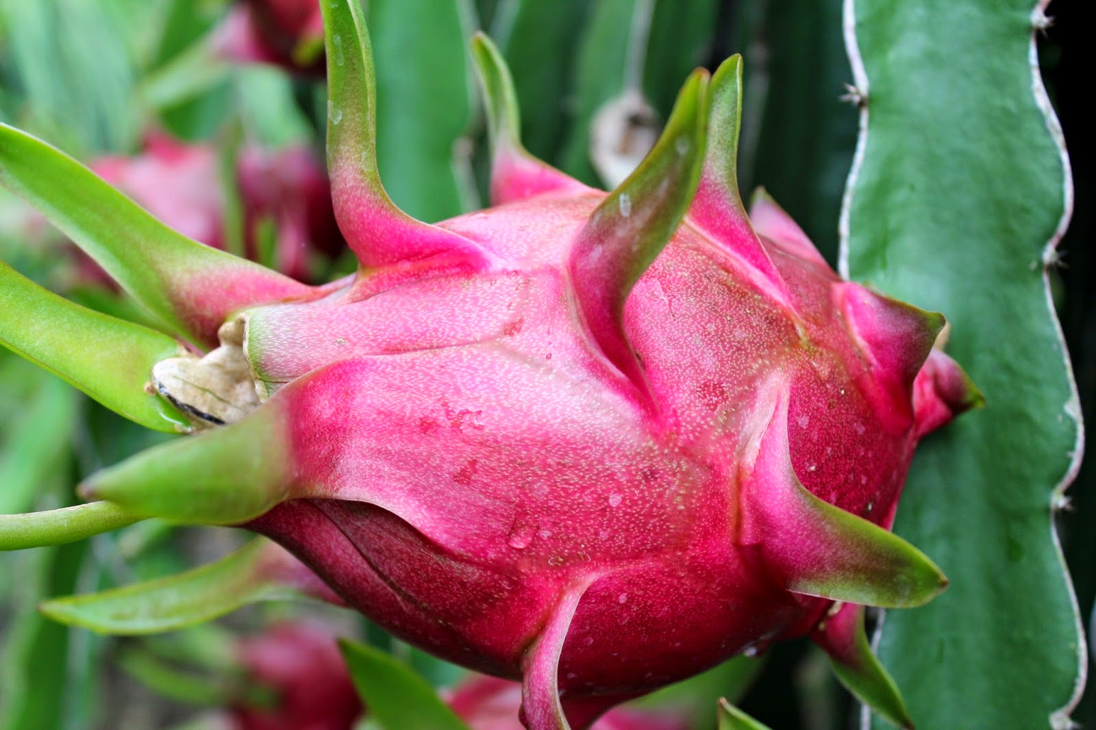 Fruits de dragon Possibilités d exportation sur le marché indien