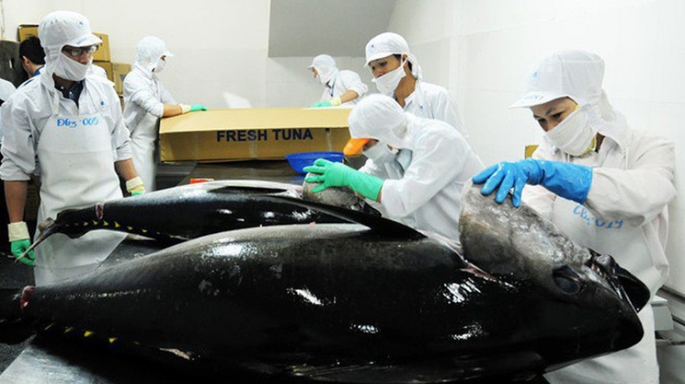 Les exportations de thon ralentissent