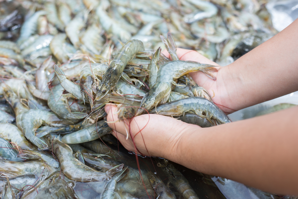 Exportations de crevettes le point positif de l’aquaculture