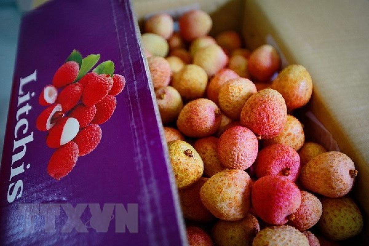 Pour la première fois, le litchi vietnamien arrive en Europe par voie maritime