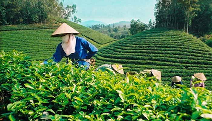 Le thé vietnamien apprécié sur le marché australien