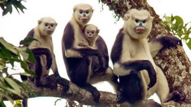 Efforts pour conserver une espèce de primate rare à Ha Giang