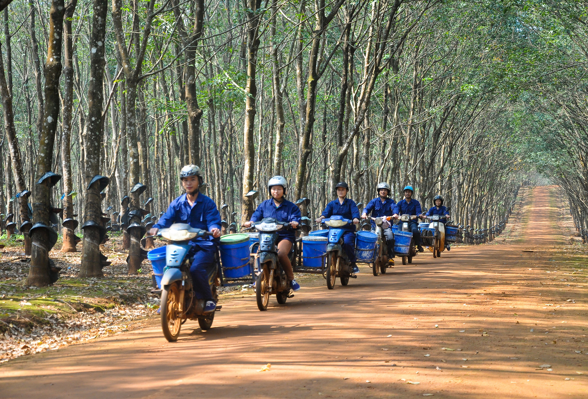 Sept mois Le Vietnam exporte plus de 23 500 tonnes de caoutchouc aux États-Unis