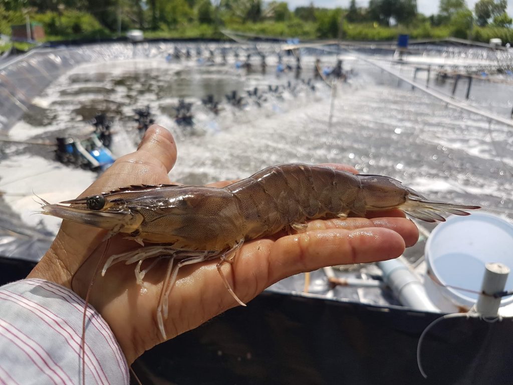 L Australie favorise l ouverture de son marché aux crevettes fraîches, fruit de la passion et fleurs du Vietnam