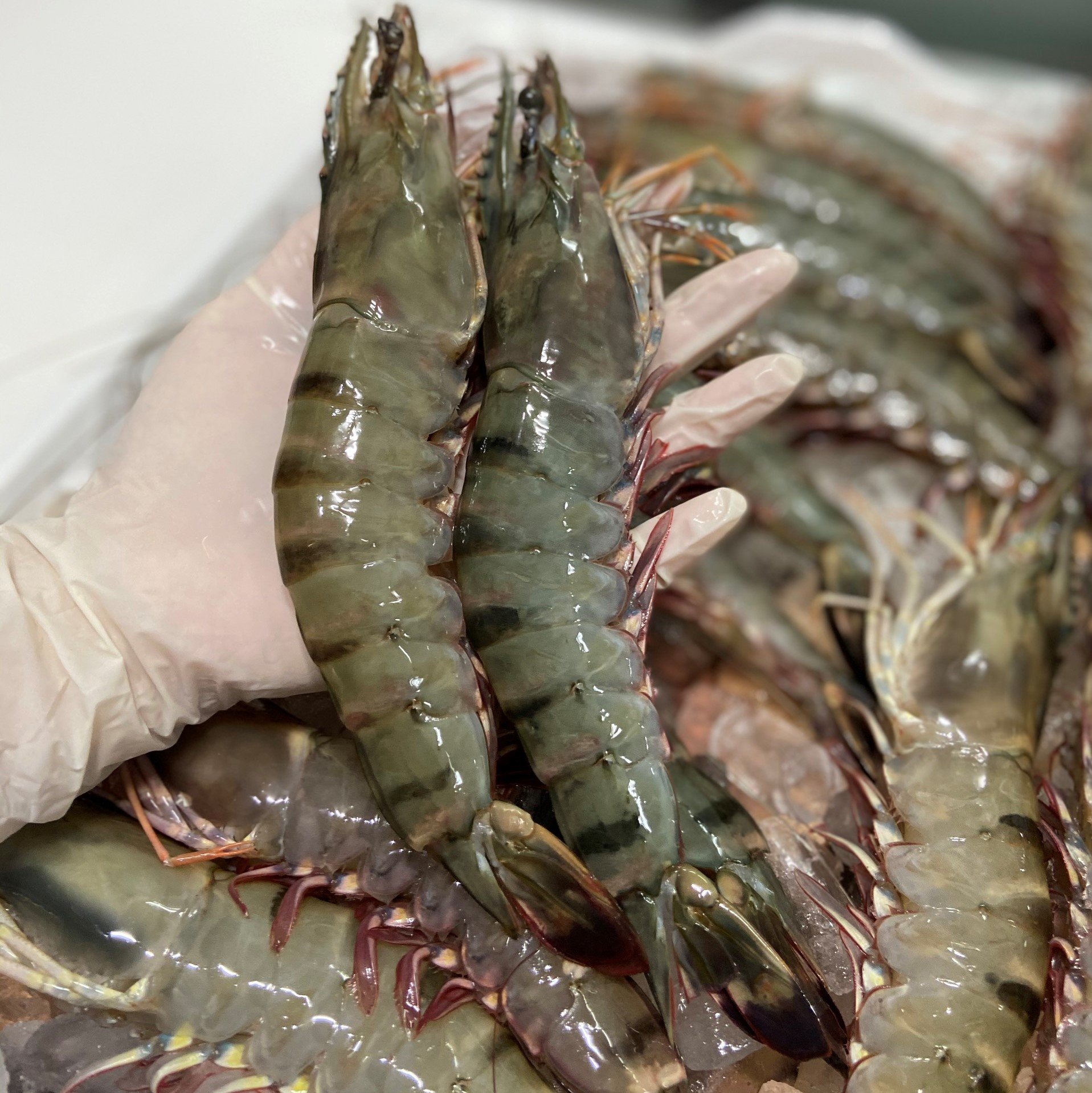 Les exportations de crevettes tigrées vers l Espagne sont multipliées par 2,5