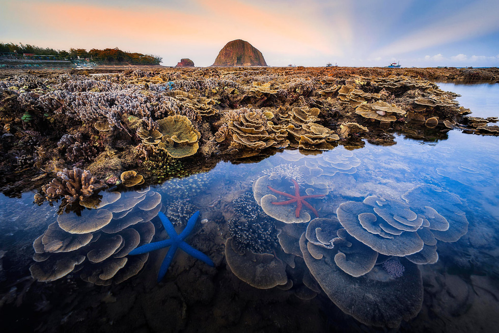 Une photo de corail prise à Phu Yen primée au concours de la Royal Society of Biology