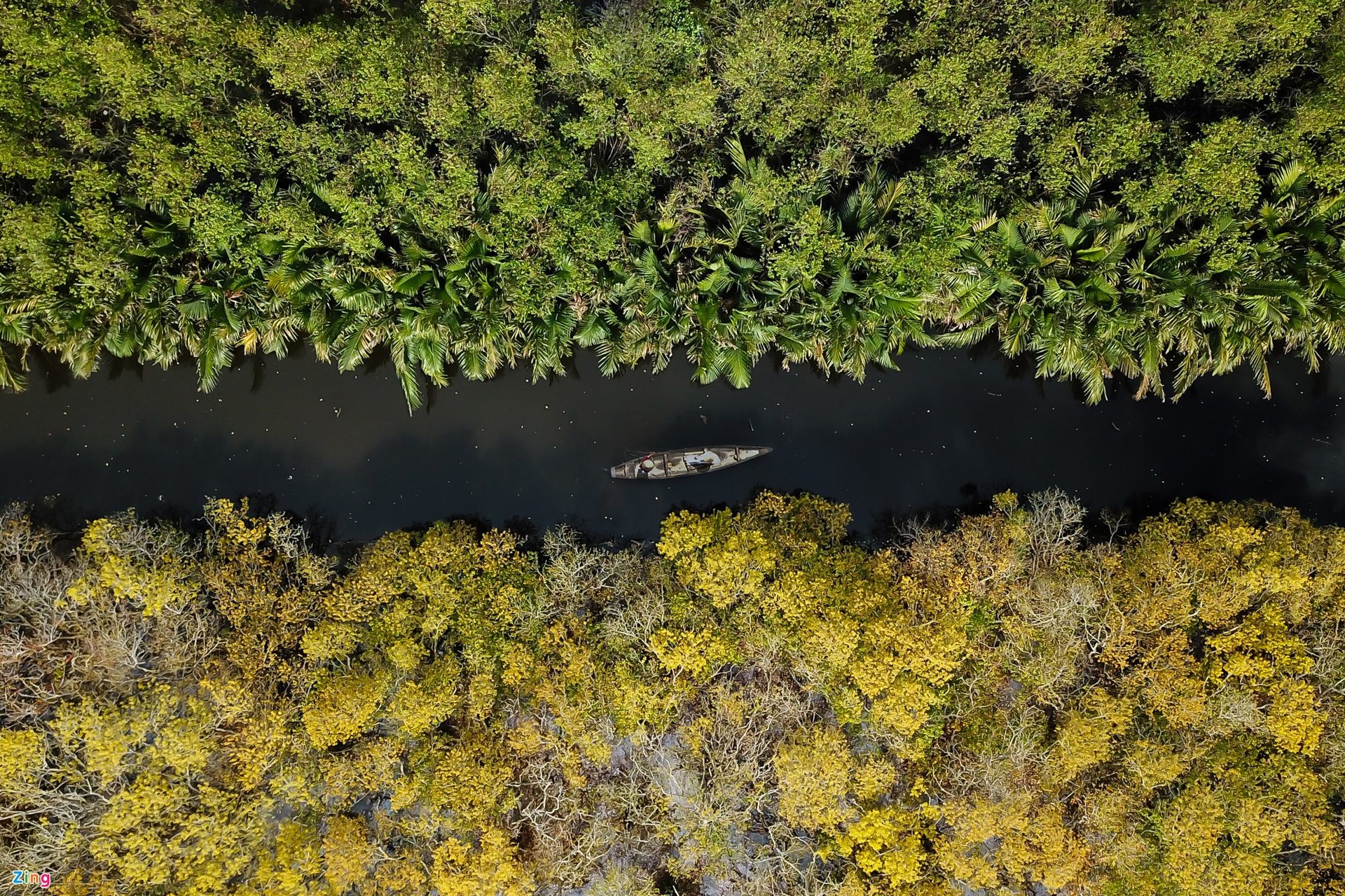 La beauté de la mangrove de Ru Cha à l automne