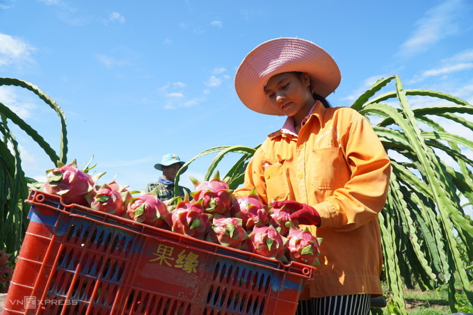 Hausse des exportations de fruits et légumes vietnamiens en Corée du Sud