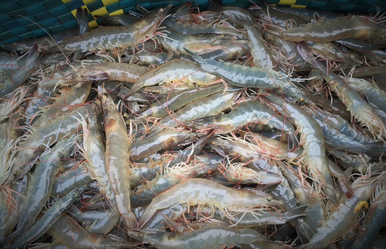 Les crevettes vietnamiennes très appréciées en Russie