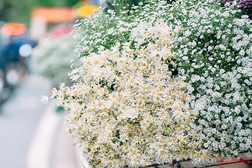 Quand les marguerites illuminent les rues de Hanoi