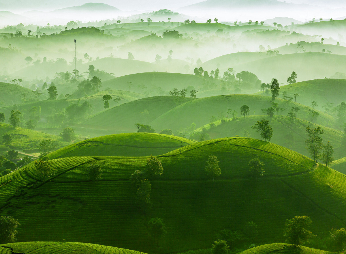 Une photo de la colline de thé de Long Coc primée à un concours international