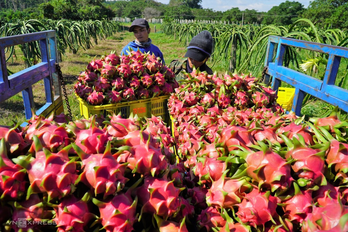 Le géant MCE vise 5 000 tonnes de fruits vietnamiens consommées en Europe l année prochaine