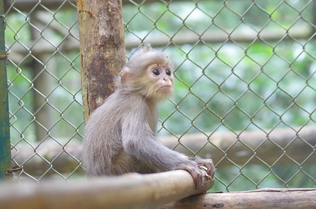 Ninh Binh le Parc national de Cuc Phuong reçoit deux langurs gris