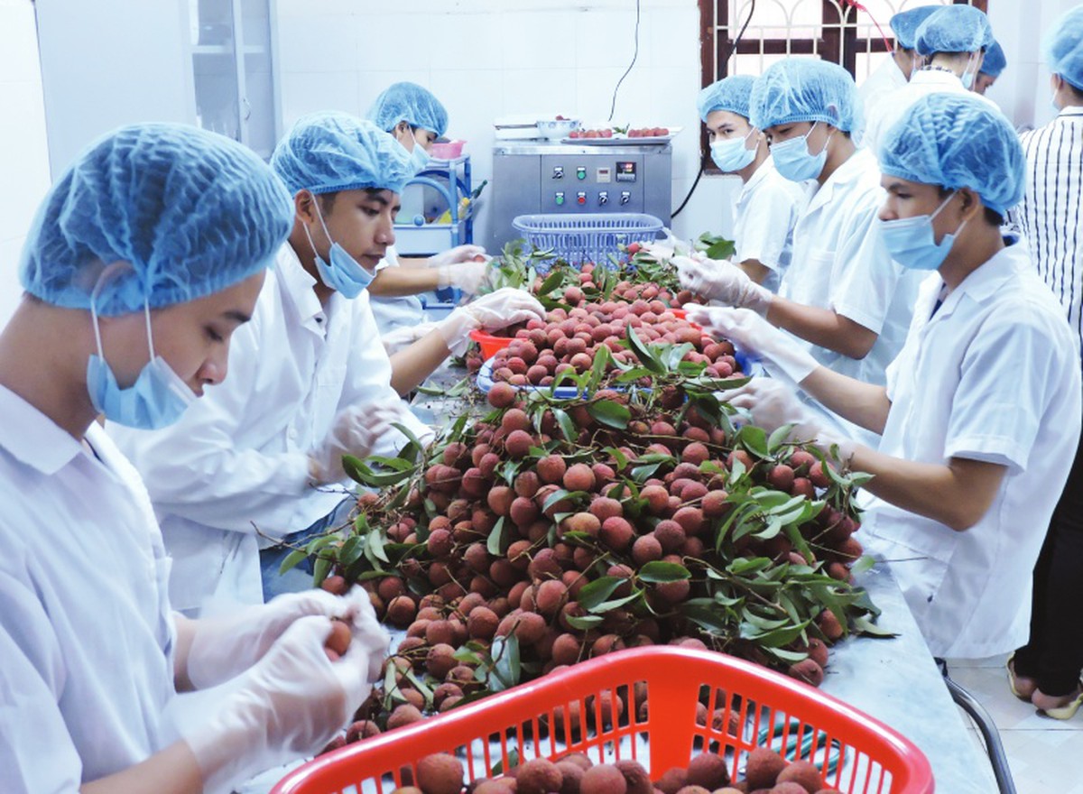 Exportation de produits agricoles Un record sans précédent