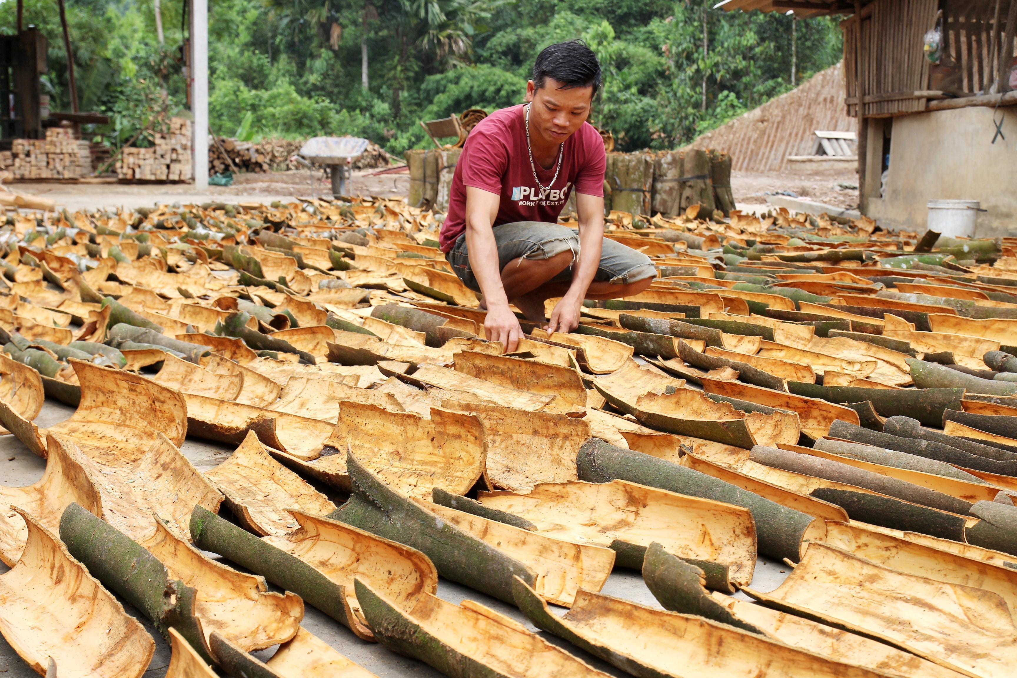 Le Vietnam est le troisième producteur mondial de cannelle