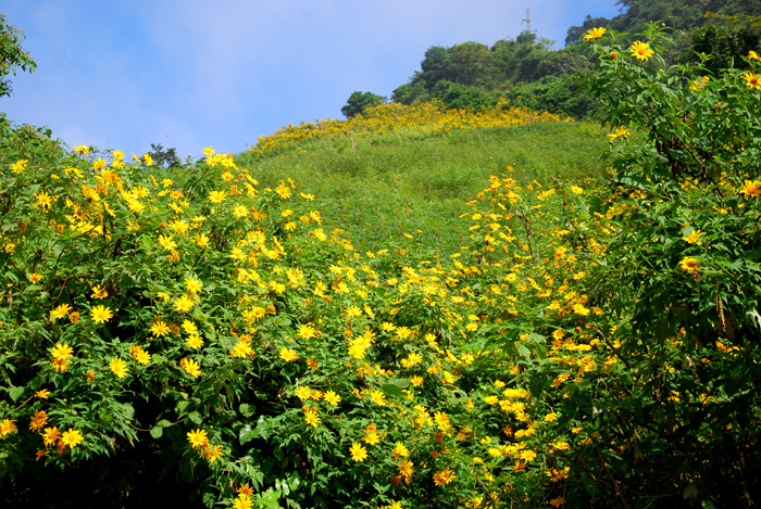 Les tournesols sauvages s’épanouissent à Dien Bien