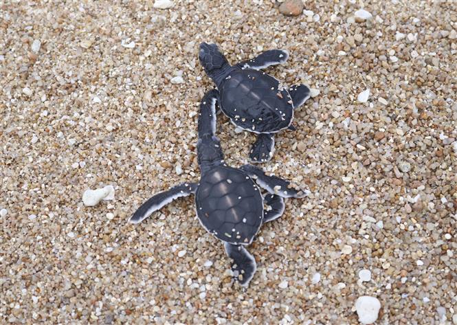 Ninh Thuan promeut le développement durable dans l aire marine protégée du parc national de Nui Chua