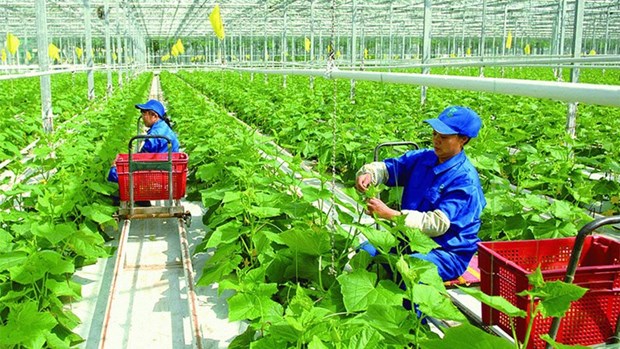 Transition vers un système alimentaire vert au Vietnam