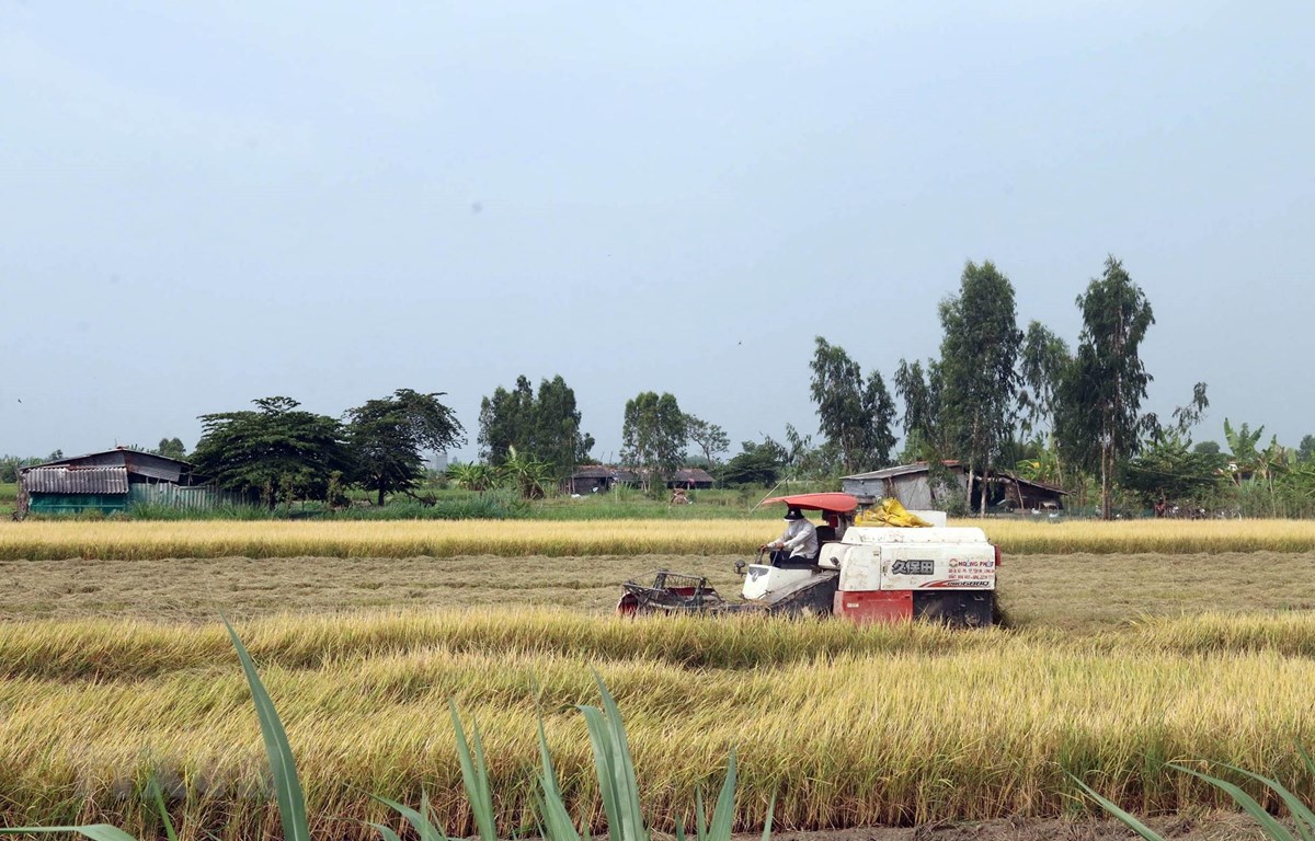 Réduction des émissions de gaz dans la riziculture dans le delta du Mékong