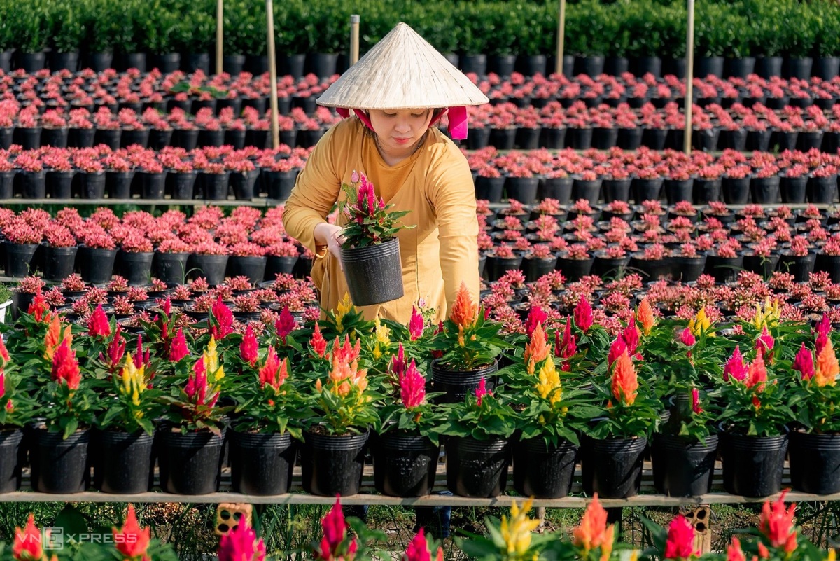 Couleurs du village de fleurs de Sa Dec à l’approche du Têt