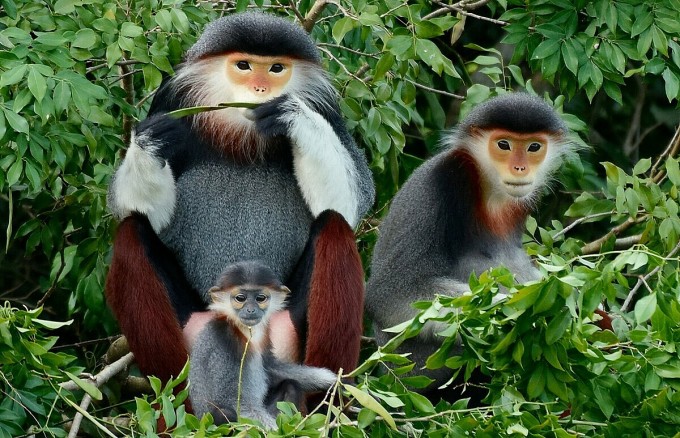 Rapport du WWF Cinq espèces de primates au Vietnam ont un besoin urgent de conservation