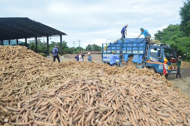 La Chine augmente ses importations de manioc vietnamien en 2022