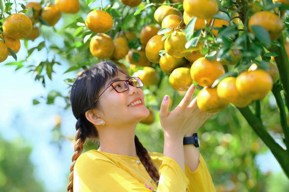 Le plus grand verger de mandarines de Lai Vung à l’approche du Têt