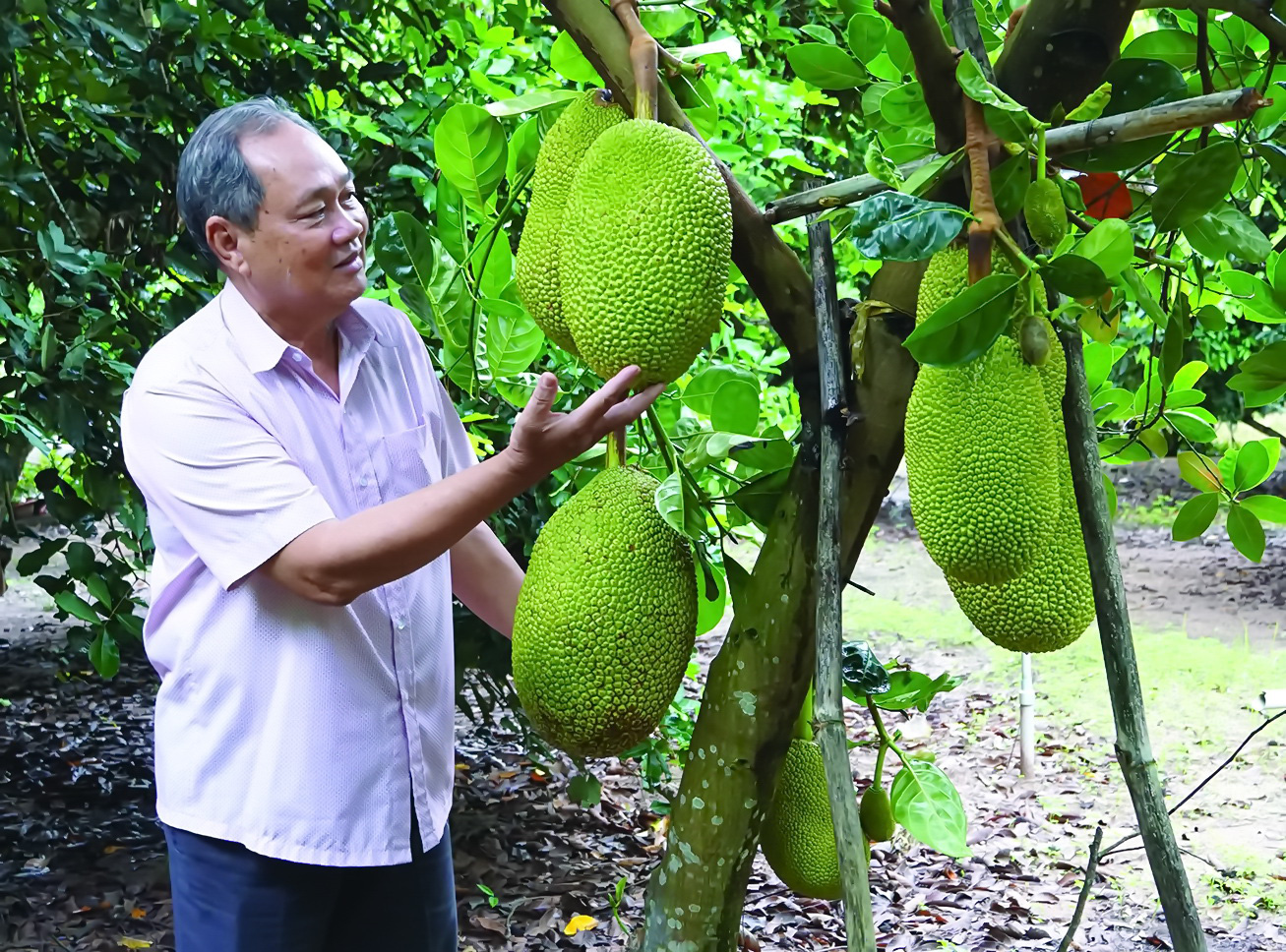 Promotion du jacquier vietnamien en Australie
