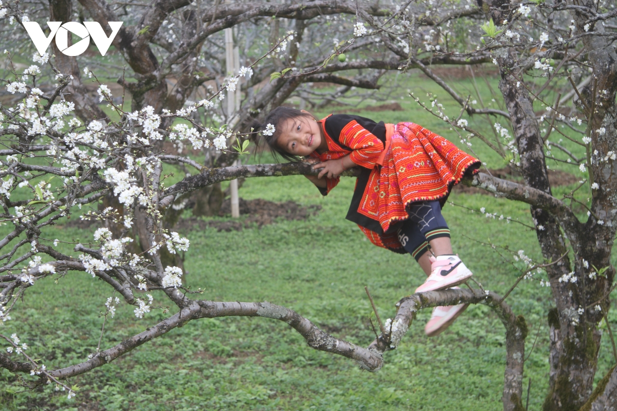 La spectaculaire floraison des pruniers sur le plateau de Moc Chau, annonciatrice du printemps