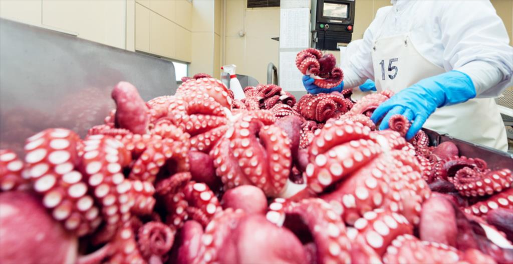 Le marché sud-coréen privilégie les céphalopodes transformés du Vietnam